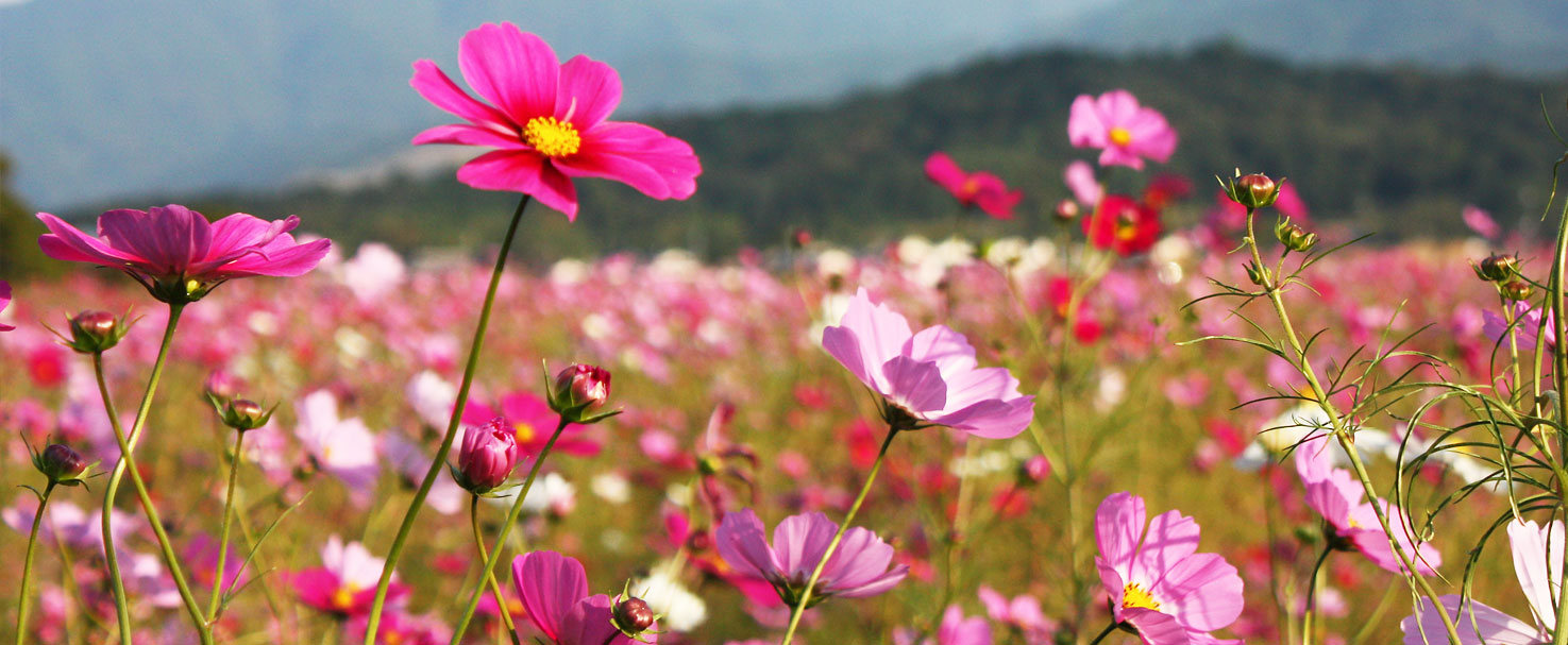 会社近くの風景